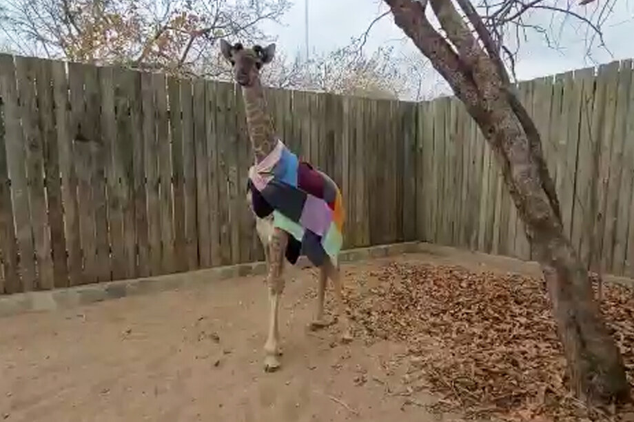 Can you help rescued baby giraffe Shuri?