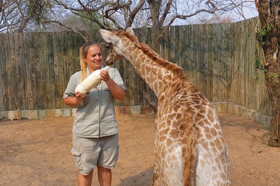 Can you help rescued baby giraffe Shuri?