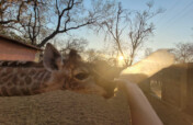 Can you help rescued baby giraffe Shuri?