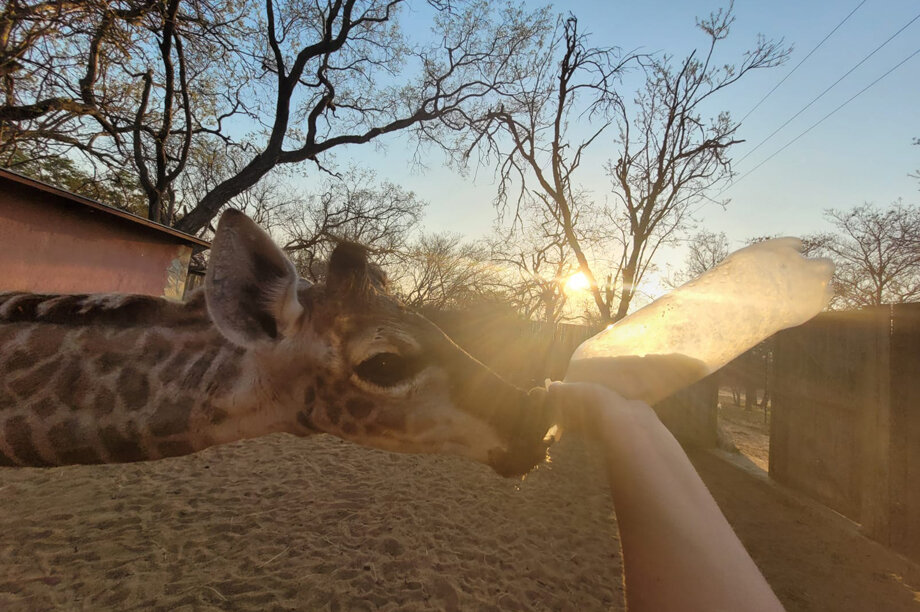 Can you help rescued baby giraffe Shuri?