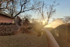Can you help rescued baby giraffe Shuri?