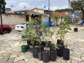 A mix of native trees to planted ir urban park