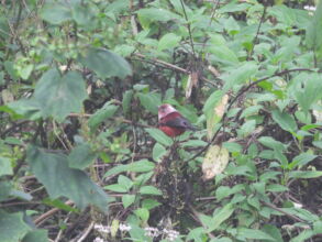 Pink-headed Warbler, Temperate Forest endemic bird