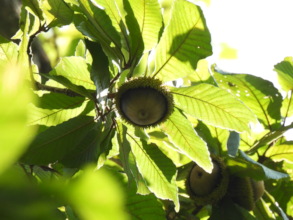 Chicalaba oak acorns in their natural environment