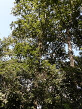 The forest of the endangered Chicalaba oaks