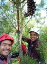 Collecting Pine seeds