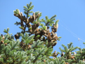 Fir tree cones full of seeds
