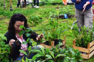 Participation of forestry restoration technicians