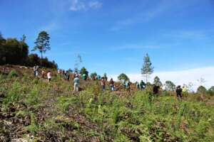 All together recovering forests