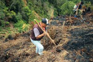 Restoration of a burned area