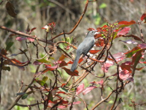 CatBird, migratory bird benefited from restoration