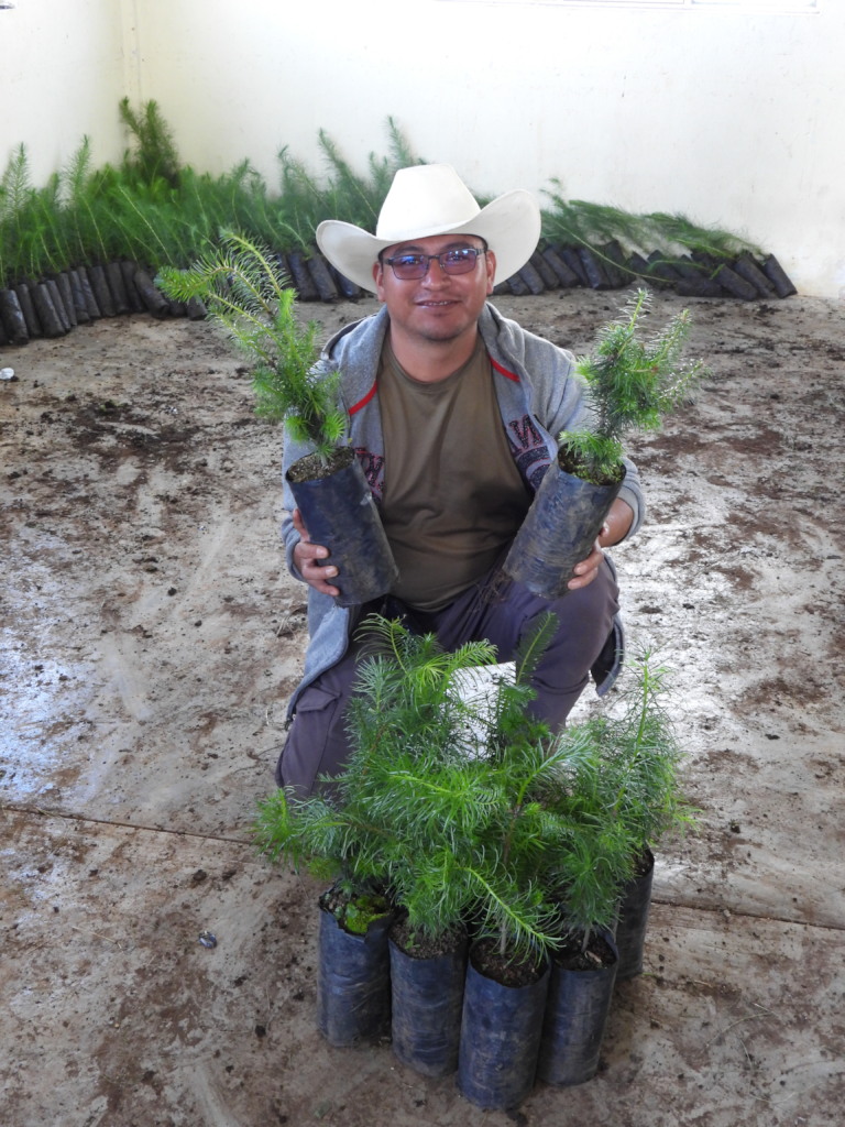 Delivery of Abies guatemalensis to Romerillo town