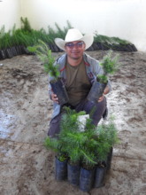 Delivery of Abies guatemalensis to Romerillo town