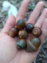 Oak acorns
