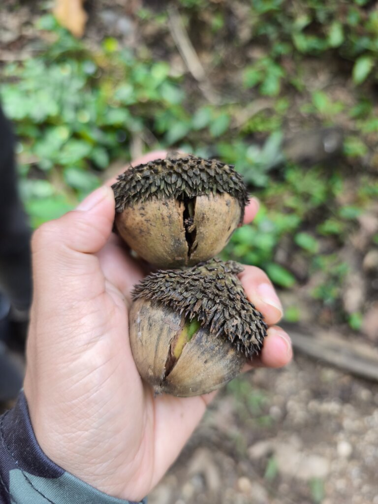 Chicalaba oak tree beginning to sprout