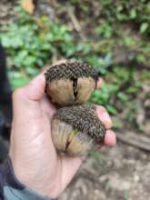 Chicalaba oak tree beginning to sprout