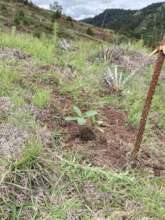 Native oaks are essential for biodiversity