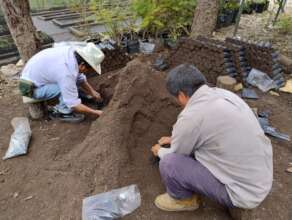 Filling bags for propagation is an arduous task