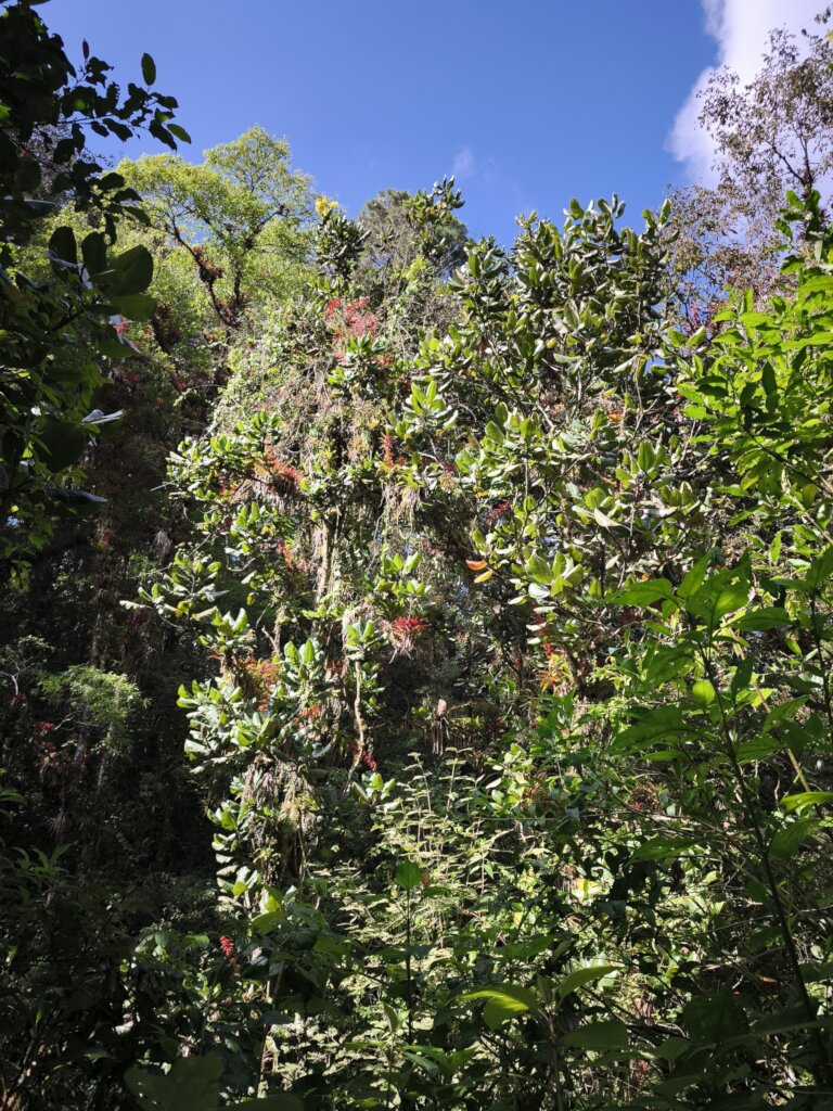 Critically Endangered Chiapas Magnolia