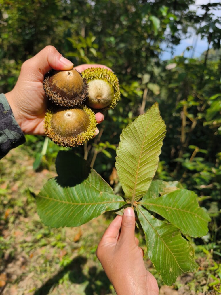 Collecting the biggest acorns of the world