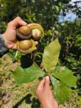 Collecting the biggest acorns of the world