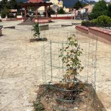 Native Sweetgum tree