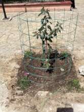 Madron, native tree in the highlands of Chiapas MX