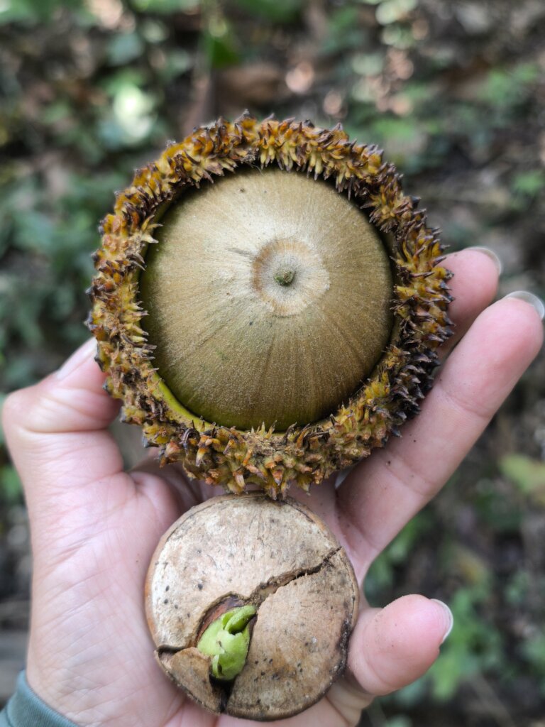 Chicalaba Oak, Chiapas, Mexico
