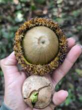 Chicalaba Oak, Chiapas, Mexico
