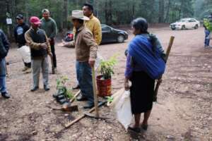 Distributing plants to community members