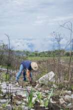 Reforestation with native ceremonial plants