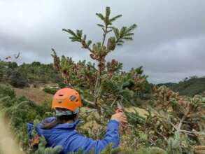 At the very top, collecting Fir tree seeds