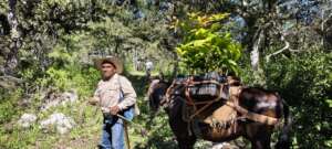 Transplanting Quercus to their natural habitats