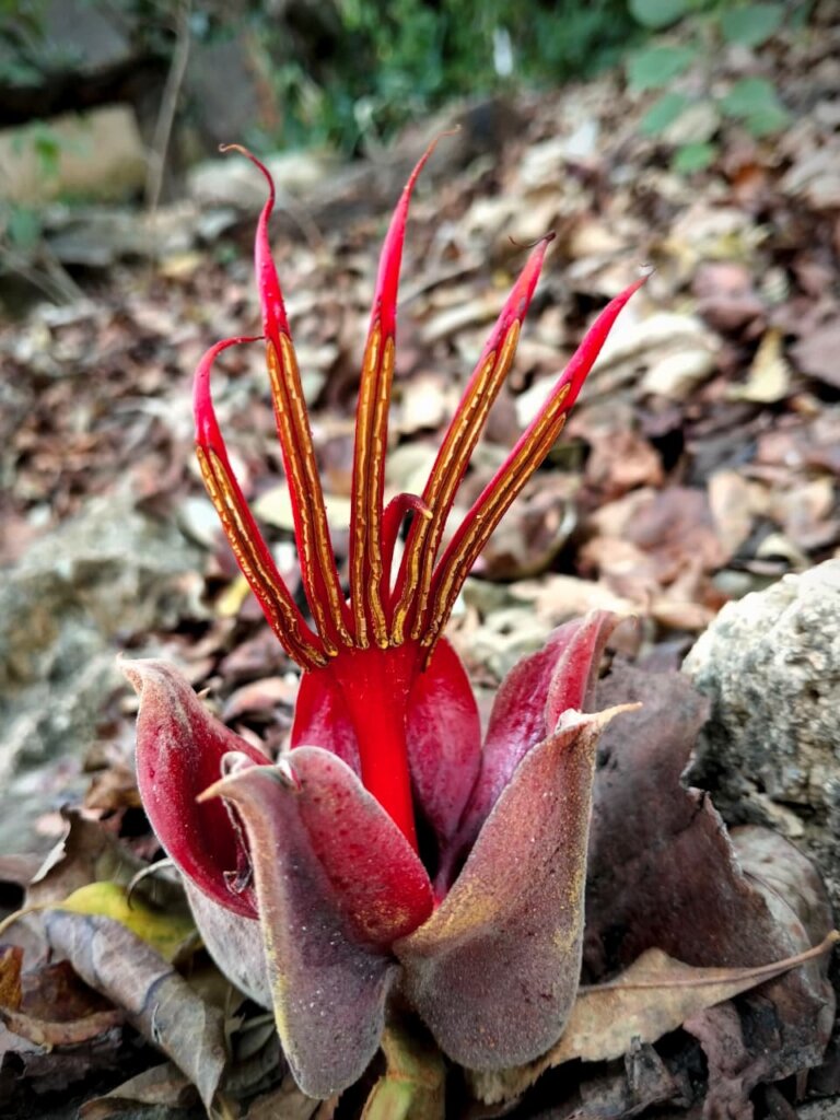 Flor de Manita, a tree under special protection