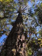 Mixed forest Highlands of Chiapas