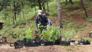 20 native species to restore forest