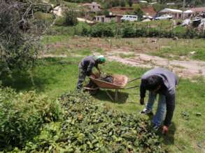 Planting oaks for biodiversity habitat & firewood