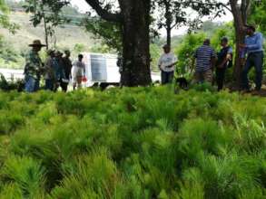 Planting pines for timber & ceremonial celebration