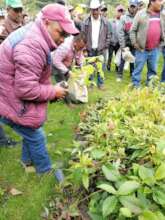 Diverse trees for water catchment and soil protect