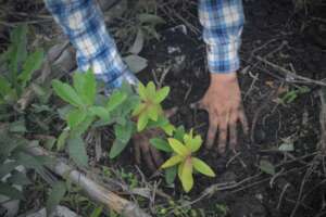 Hands to Earth!