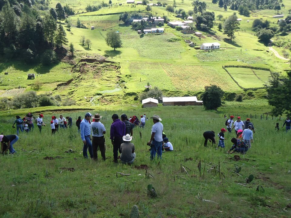 Planting trees for people and birds