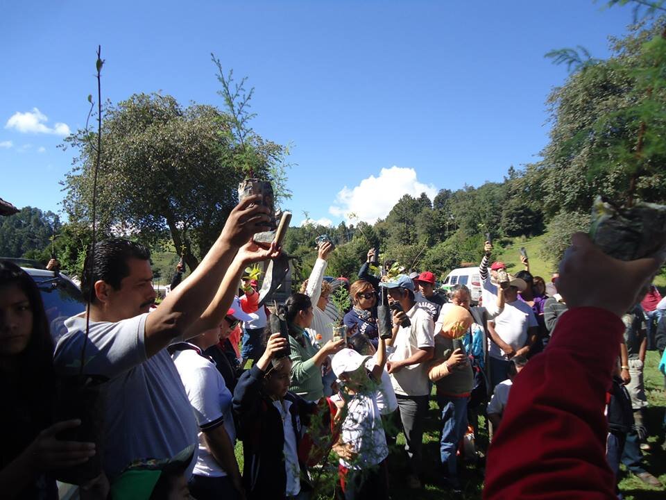 Planting trees for people and birds
