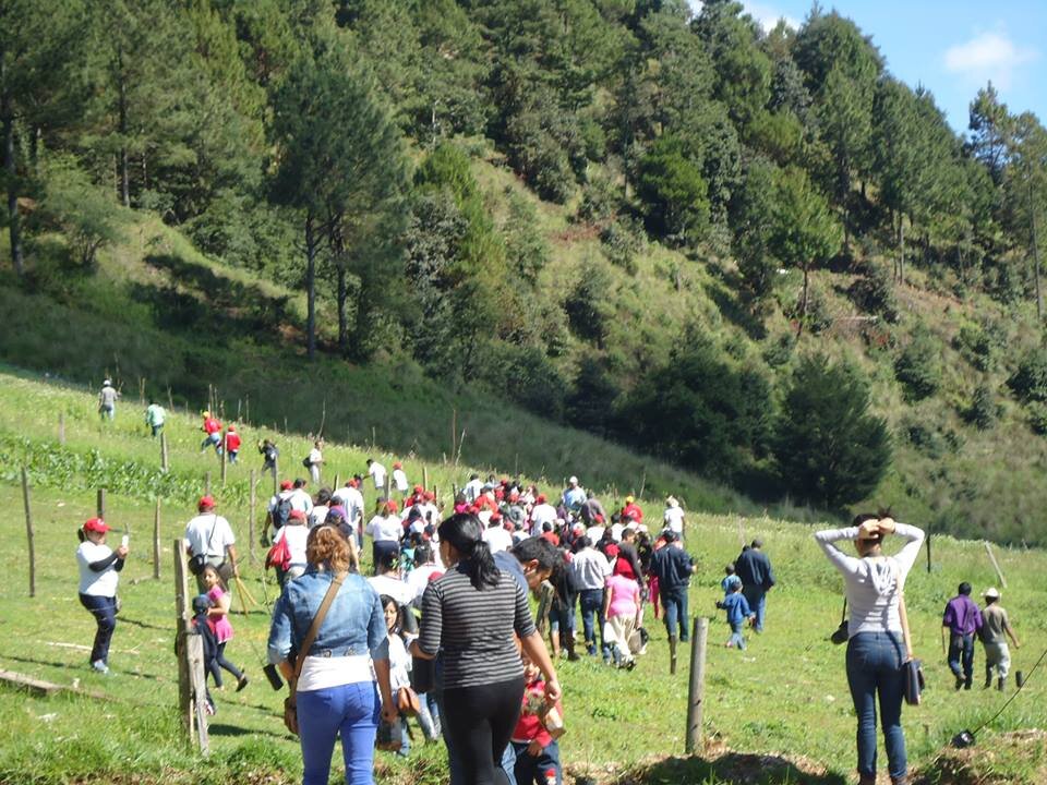 On your marks, ready, go reforesting!