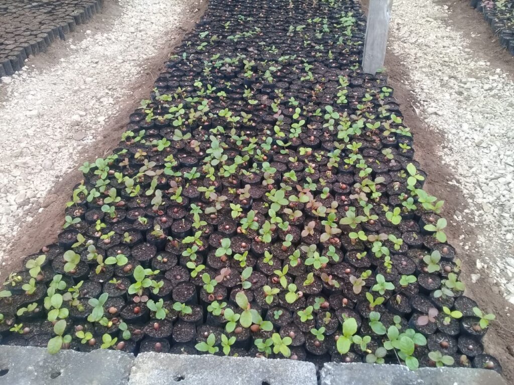 Planting trees for people and birds