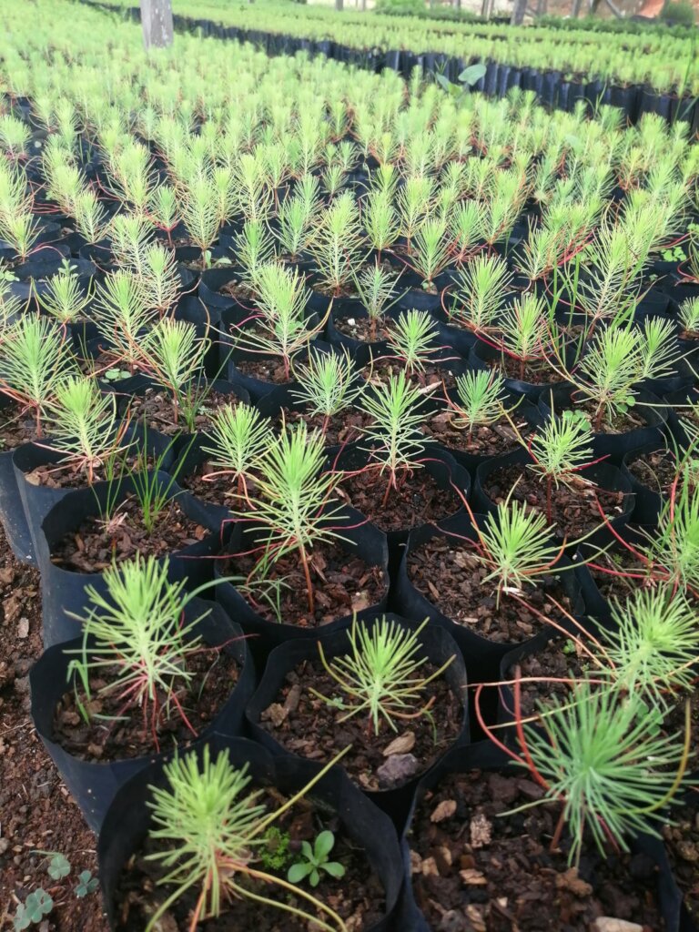 Planting trees for people and birds