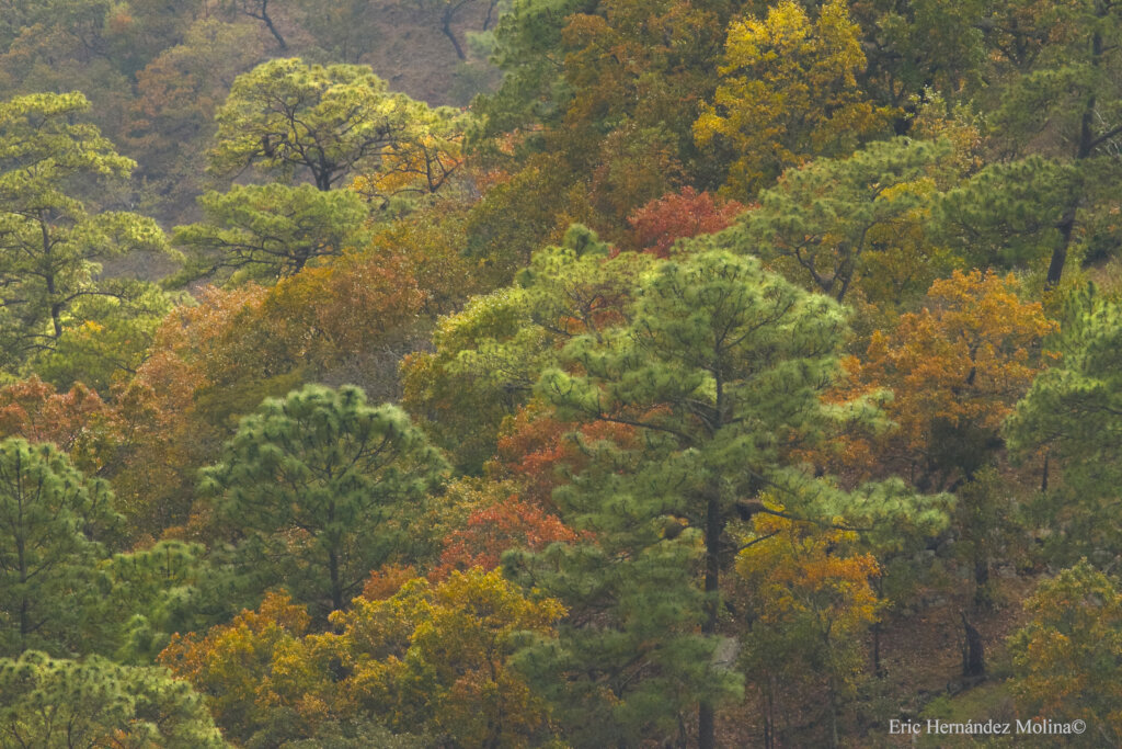 Planting trees for people and birds