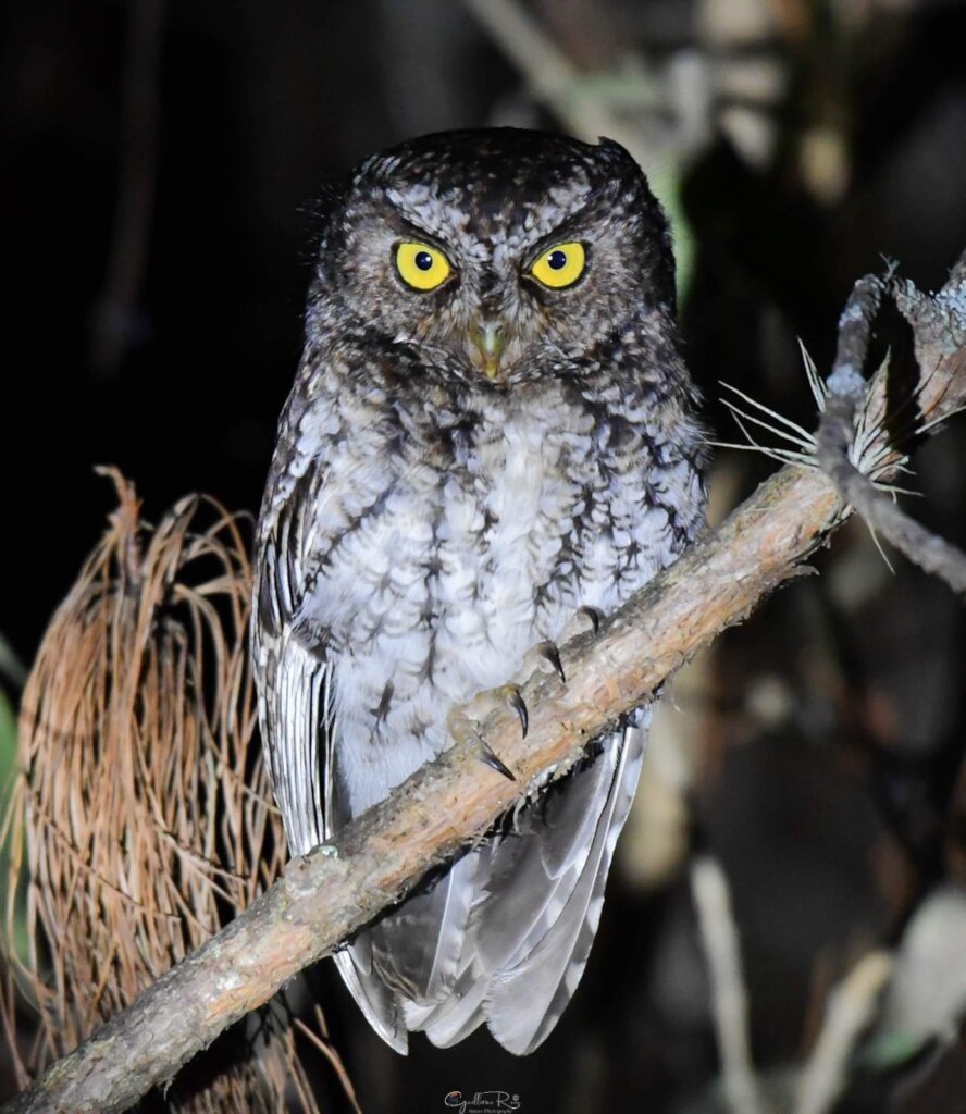 Bearded-schreech Owl. Birding Chiapas-Guillermo RZ