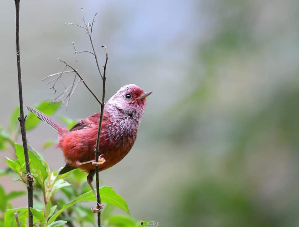 Pink-headed Warbler. Birding Chiapas-Guillermo RZ