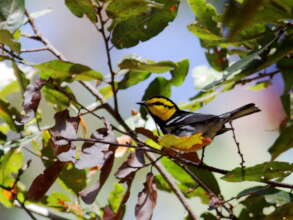Golden-cheeked Warbler. Endangered migratory bird