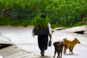 Indigenous woman bringing trees for plating